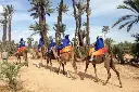 Camel Ride in Marrakech Palm Grove or Agafay Desert