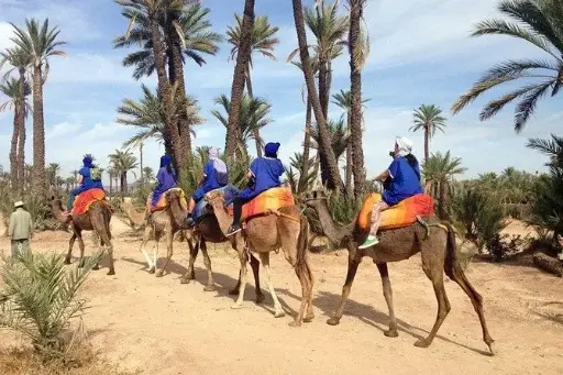 Balade à dos de chameau dans la Palmeraie de Marrakech ou le désert d’Agafay